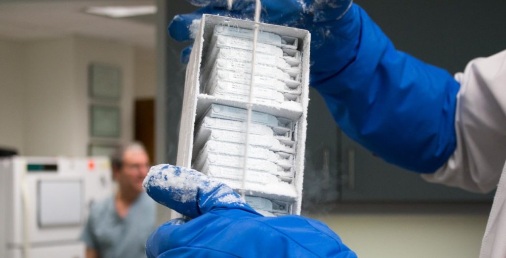 Różnice między komórkami jajowymi świeżymi i zeszklonymi