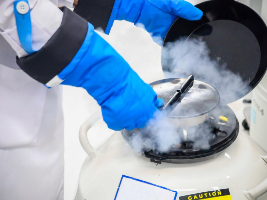 Różnice między komórkami jajowymi świeżymi i zeszklonymi