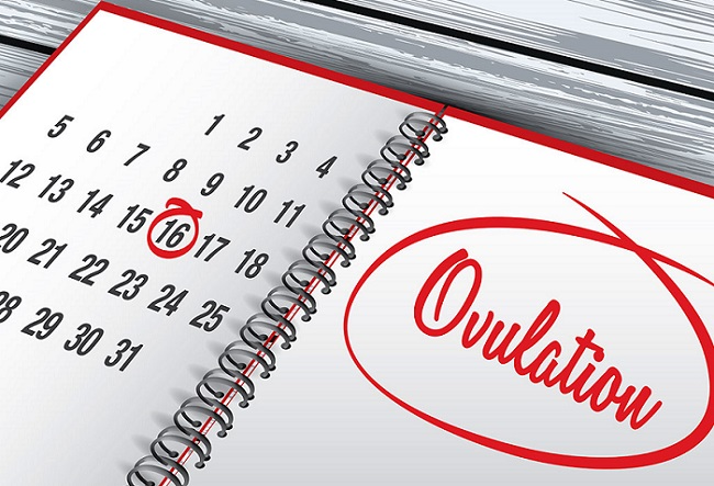 What is fertility and ovulation calculator?